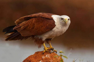 Брахмен коршун - національний символ індонезії Брахмен коршун - національний символ індонезії